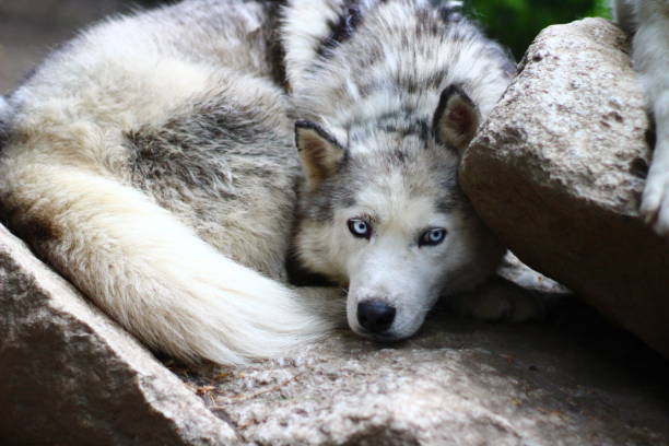 istock Siberian Husky portrait dog with blue eyes 1333606888
