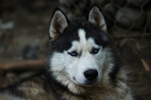 istock Siberian Husky portrait dog with blue eyes 1333606909