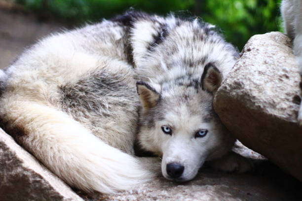 istock Siberian Husky portrait dog with blue eyes 1333606911