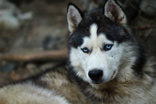 istock Siberian Husky portrait dog with blue eyes 1333606921