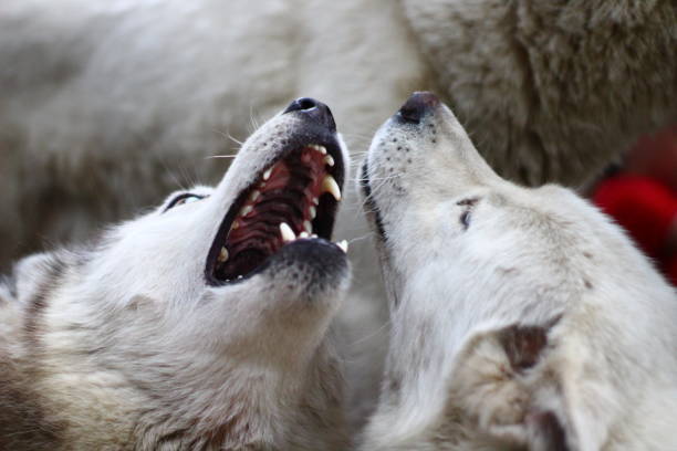 istock Husky dogs playing with each other 1333607182
