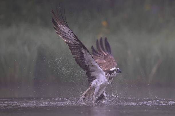 istock The osprey or Western Osprey 1333610277
