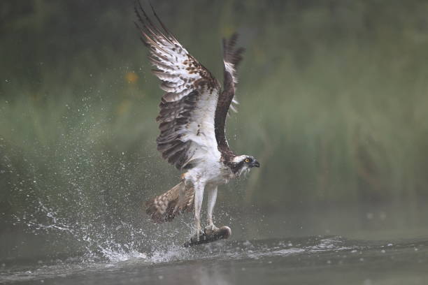 istock The osprey or Western Osprey 1333610329