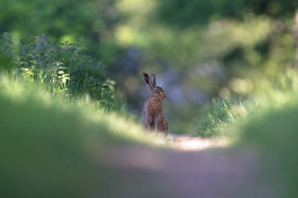 istock The European hare 1333610411