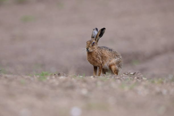 istock The European hare 1333610470