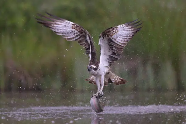 Photo of The osprey or Western Osprey