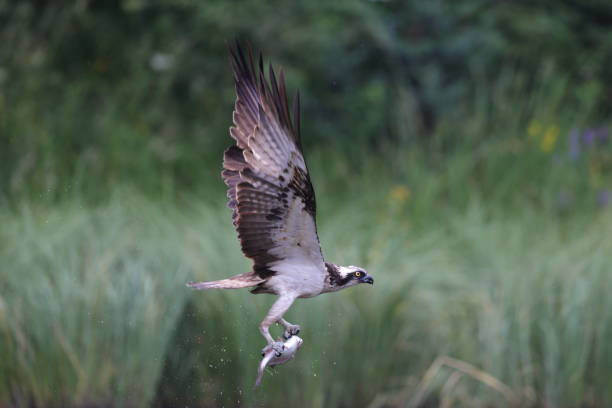 istock The osprey or Western Osprey 1333610528