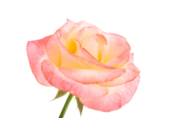 istock pink yellow rose isolated 1333610610