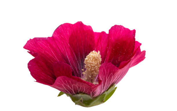 istock red mallow flower isolated 1333610743