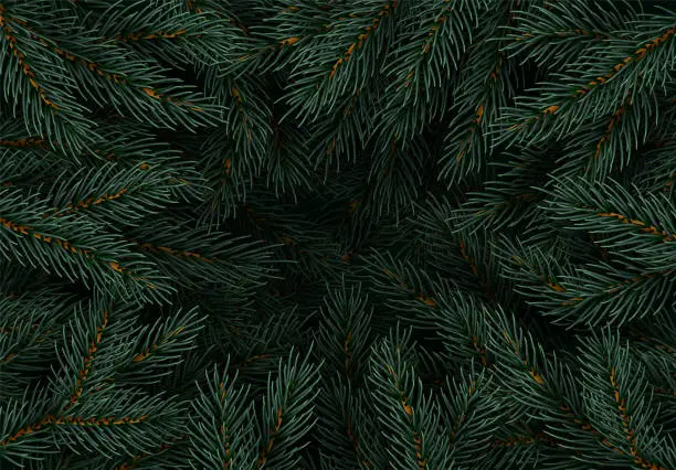 Vector illustration of Tree pine branches, spruce branch