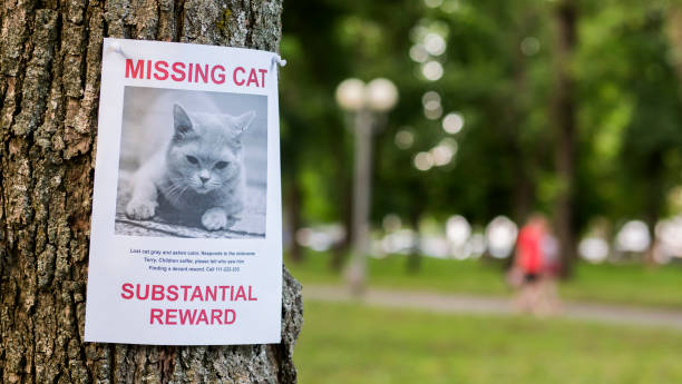 istock Leaflet with information about the missing cat hanging on a tree in the park 1333613050