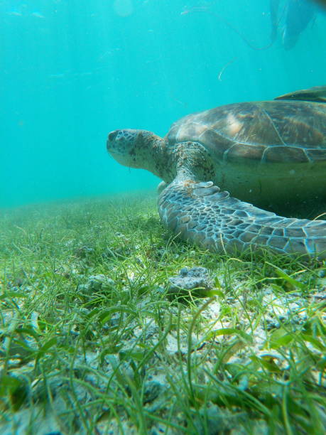 istock turtle in Akumal, Mexico 1333613213