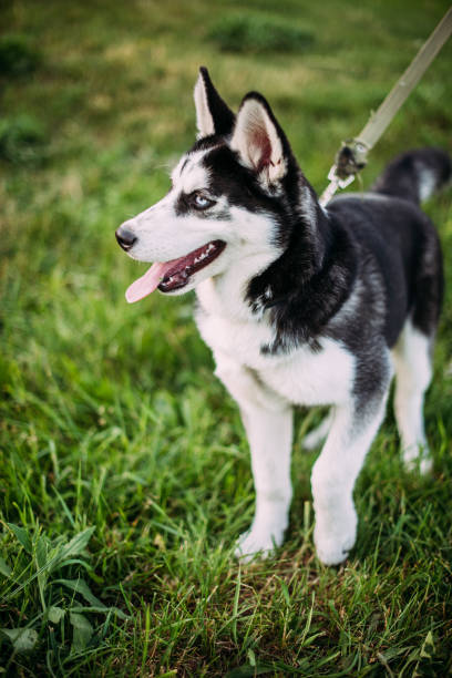 istock Siberian Husky puppy outdoors on green grass 1333613226