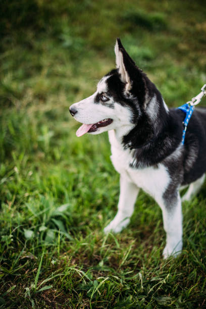 istock Siberian Husky puppy outdoors on green grass 1333613235