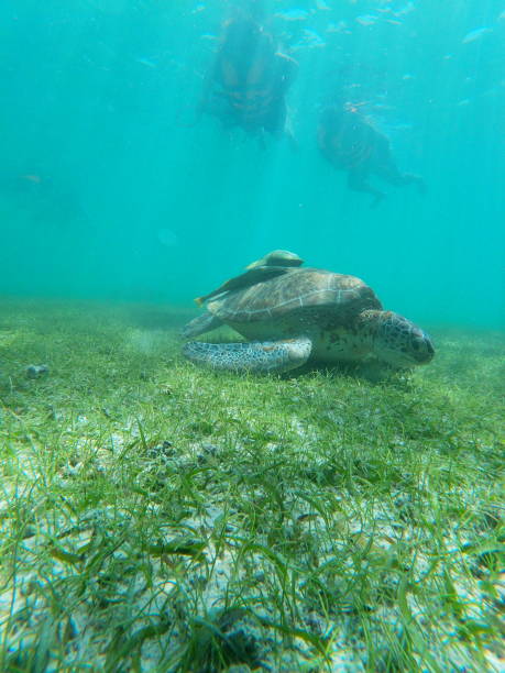 istock turtle in Akumal, Mexico 1333613249