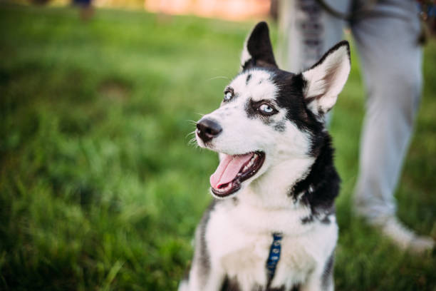 istock Siberian Husky puppy outdoors on green grass 1333613314