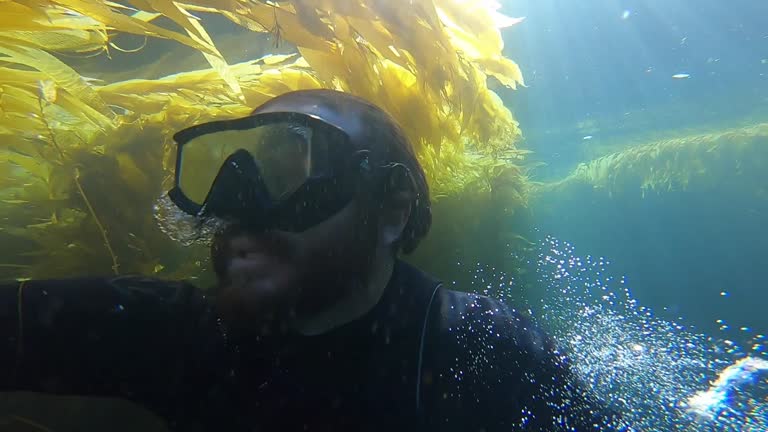 Man Scuba Diving Under Kelp Forests