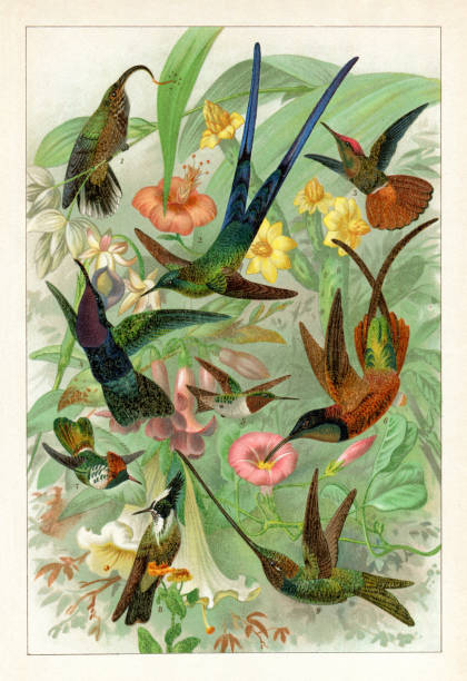 różne gatunki kolibra w lesie tropikalnym - egzotyczny ptak obrazy stock illustrations