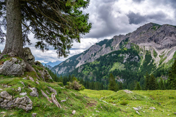 istock View from Breitenberg past a pine tree to the opposite mountains in the Alps 1333615508