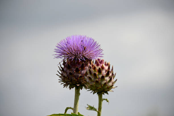 Milk Thistle (Silybum marianum), also known as Marian's Thistle, St. Mary's Thistle, Holy Thistle, and Blessed Thistle. Historically used as a medicinal herb. An invasive species in many areas.
