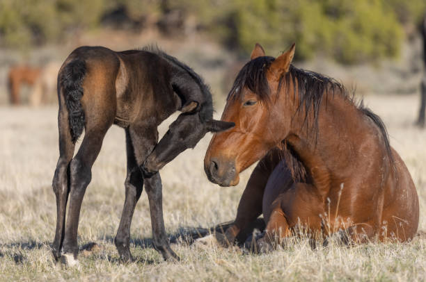 istock Wild Horse Mare and Foal in Utah 1333618395