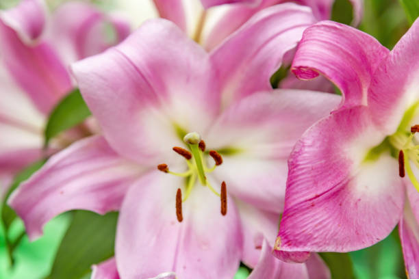istock Bright summer bloom of a beautiful lily 1333618420