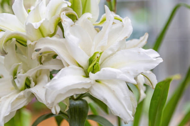 istock Bright summer bloom of a beautiful lily 1333618436