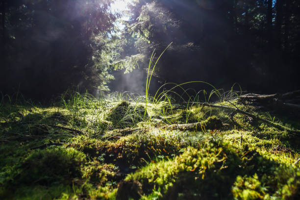 morning light fresh green grass and moss in the misty magical forest in summer - fairy forest fairy tale mist imagens e fotografias de stock