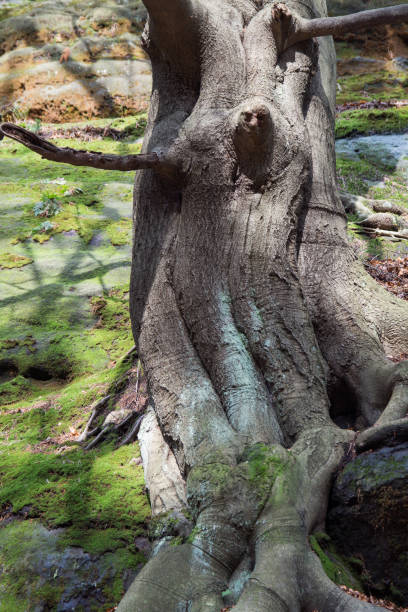 istock tree spirit and natural shape of an ancient tree trunk 1333619339