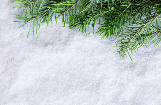 istock Spruce branches lie in the snow. Christmas concept, winter 1333619455