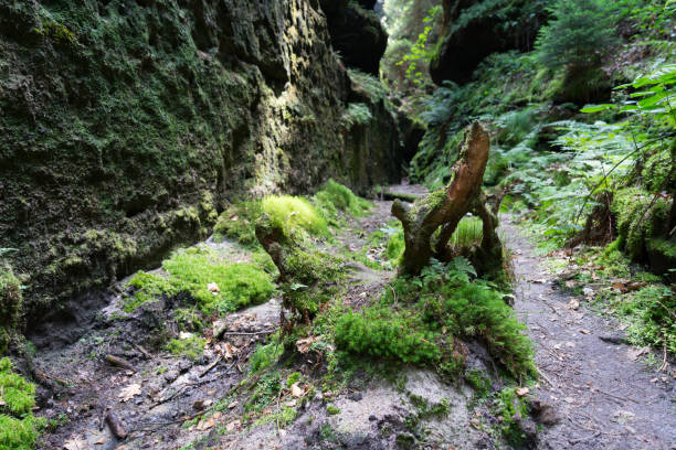 istock weathered wood and green moss between the wet sandstone rocks 1333619549