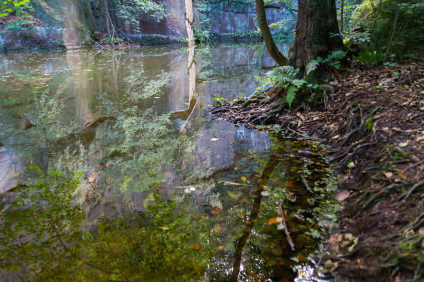 riflesso di alberi e rocce in acqua calma - cave fern flowing forest foto e immagini stock