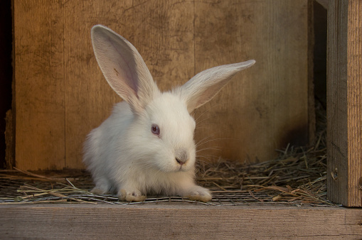 A white cub of a giant Russian rabbit sitting in a wooden enclosure