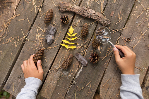 autumn collection of dry leaves and pine cones. nature study for kids concept