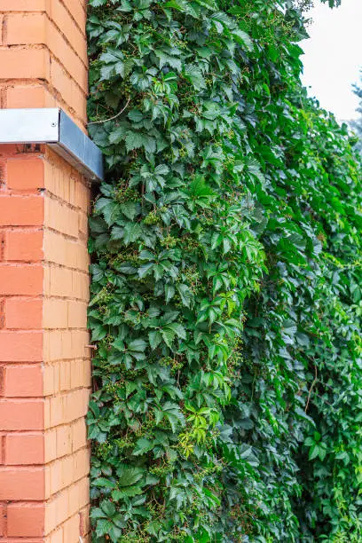 Climbing plant, green ivy or vine plant growing on antique brick wall of  house. Background textured old brick with Virginia creeper or virgin grape (Parthenocissus quinquefolia)