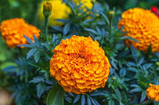 Barhattsy erect, or African Barhattsy (Tagetes erecta) annual herb; species of genus Marigolds of Astrov family. Beautiful blooming orange flowers.