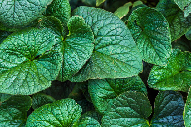 istock Tropical natural background. Atmospheric botanical pattern with beautiful fresh dark green leaves 1333621162