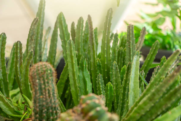 ceropegia est un genre de plantes de la famille des apocynaceae. parterre de fleurs avec une grande diversité cactus et autres plantes ornementales. - grusonii photos et images de collection