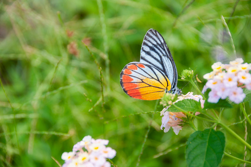 Painted Jezebel Butterfly (Delias Hyparete). Photographed In Thailand
