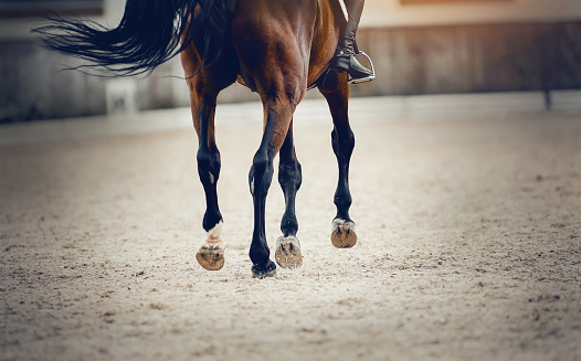 Equestrian sport. The black fluttering tail of a bay horse.  The legs of a dressage horse galloping. The leg of the rider in the stirrup, riding on a horse. Dressage of horses in the arena. Horseback riding.
