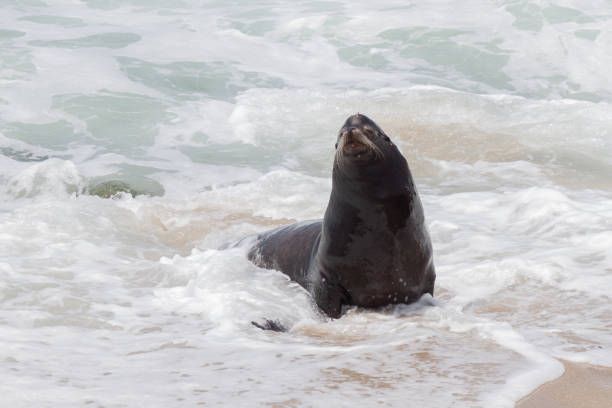 istock Sea Lion in the Waves 1333622771