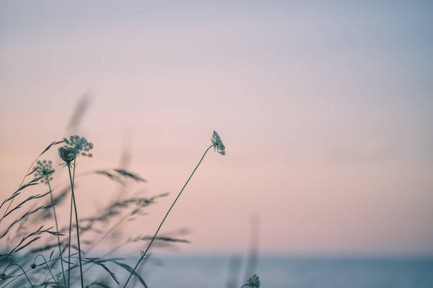istock Grass and sunset on the sea 1333624571