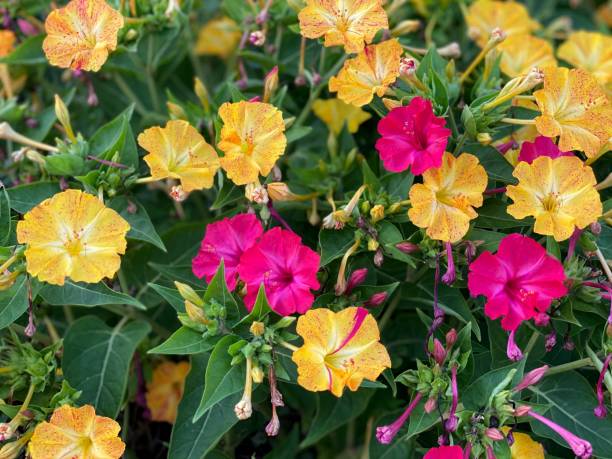 planta decorativa wunderblume mirabilis jalapa flor de las cuatro en punto o maravilla del perú. abren a media tarde y vuelven a cerrar a la mañana siguiente. marvel of peru es una planta muy tupida y vigorosa. - late spring fotografías e imágenes de stock