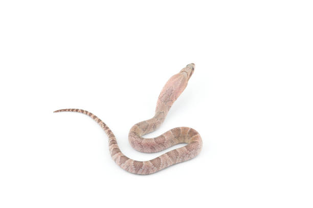 istock Lavender False water cobra isolated on white background 1333626497