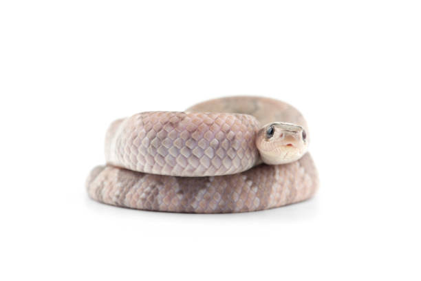 istock Lavender False water cobra isolated on white background 1333626501