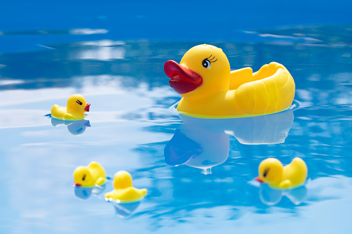 Yellow ducks floating in a swimming pool
