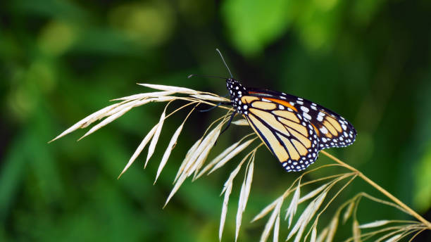 istock Monarch Butterfly On Sweet Grass 1333627639