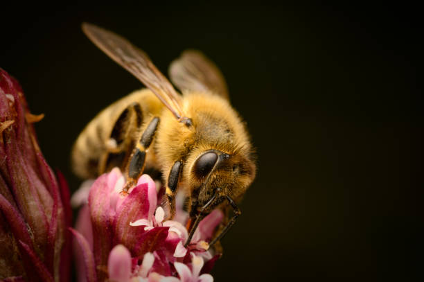 european honey bee (apis mellifera) feeding on nectar from butterbur flower (petasites hybridus). detailed macro with black background. perfectly in focus, photographed with the flash. - bee stockfoto's en -beelden