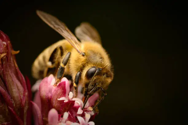 European honey bee (Apis mellifera) feeding on nectar from butterbur flower (Petasites hybridus). Detailed macro with black background. Perfectly in focus, photographed with the flash.