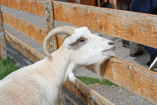 A billy goat looking through a wooden fence.